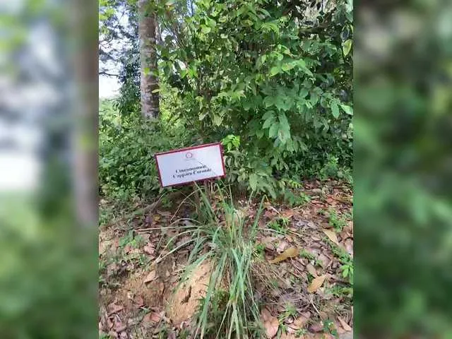 Offline KinaMoonLove on BongaCams