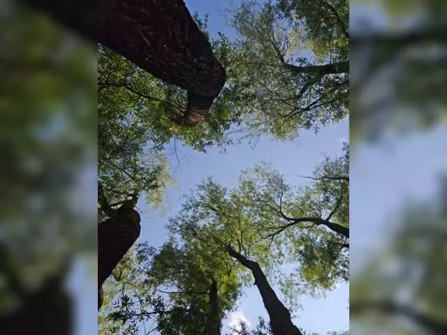 Freechat PeachGlowPH on BongaCams