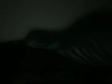 Freechat urbandick5 on Chaturbate