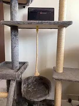 StripChat Dasul_ is Freechat Dasul_ — Risky jerk off