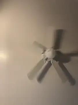 StripChat pmonie is Freechat pmonie — 1000